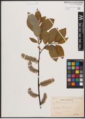 Foto von Salix caprea L.